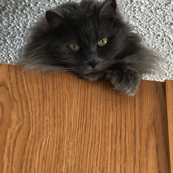 Meet your Posher, Shelley - Picture 4 of 7